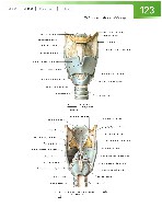 Sobotta Atlas of Human Anatomy  Head,Neck,Upper Limb Volume1 2006, page 130